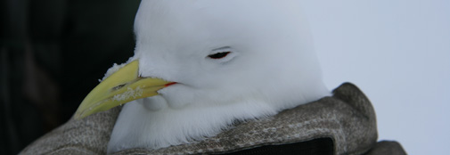 Seagull 