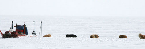 Our visitors: A tractor train and dogsleds.