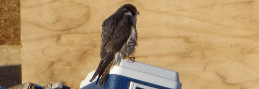 A falcon passed by for a visit